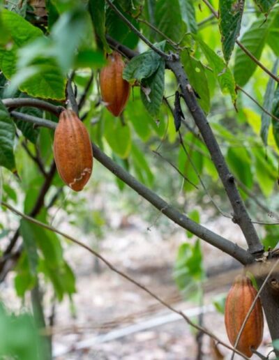 Fantoma Travel Plantacion de Cacao